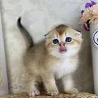 كيتنز سكوتش فولد قولد وسلفر بيرشن قطط صغيره قطوه cat برتش