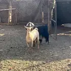 تيس جنوبي