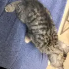 قطط للتبني