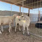 غنم حريات العدد ثلاثه