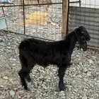 جفره للبيع (تم البيع )