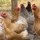 دجاج براهما  ديوك براهما  صوص براهما
