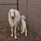 نعجه حريه والد