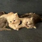 قطط بيكي فيس للبيع