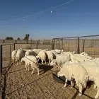 للبيع طليان