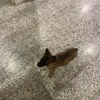 كلبة ماليونو للبيع