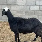 نعجه حايل حميسه