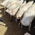 سواكن وبرابر وتيوس للجمله والتفريد