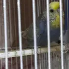 بادجي