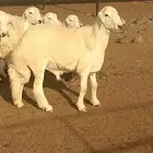 مشاريع فحول من انتاج المراح (تم البيع)