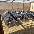 معزاء مضاريع