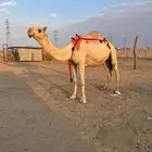 خلفه بكر ثنيه هديه وهشه ولبنها واجد وسكر