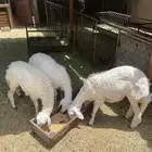 خرفان ورخال كفوو وشرط