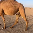 القصيم. الرس