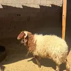 للبيع خروف مقفل
