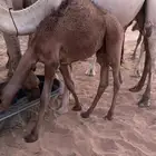 للبيع قعدان قصب