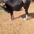 بقره للبيع