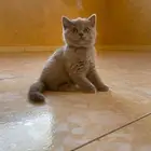 سكوتش فولد