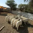 بهم تربيه