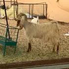 للبيع عنز مضرع