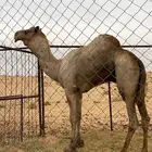 ناقه للبيع سلاله طيبه