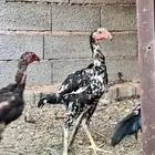 ديوك باكستاني