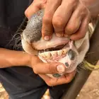 بقره والد