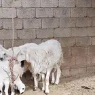 خروف فحل رباع للبيع