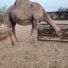 نياق للبيع دوقة المظيلف