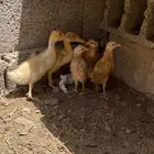 بط صغير وصغار الدجاج