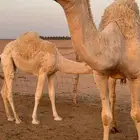 للبيع اعشراء وضحى