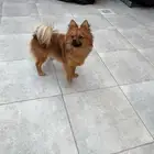 بومرينيان