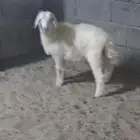 رخل حري للبيع المستعجل ((مبيوعه خارج الموقع والله يبارك له))