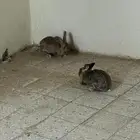 ارانب للبيع
