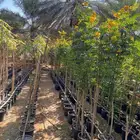 عروض على شتلات مزارعنا