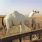 حاشي حق اوضح. العمر سنتين سمين وطيب الموقع الحسي