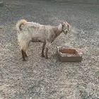 شاه للبيع