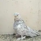السلام عليكم