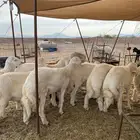 ذبايح فاخره فل شحم للبيع