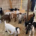 غنم تيوس وجفار عوارض العدد 16 للبيع الموقع الخرج