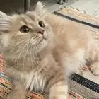 قطط شيرازي بيور للتبني