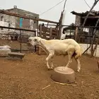مشروع فحل