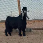 فحل عارضي شاق توم
