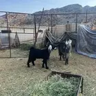 جفار مراح واحد ثنيات