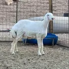 رخل حرية مغلقه فل الفل شحم