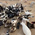 بط بلدي