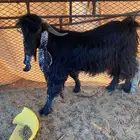 تيس فحل شرط الصحه سليمه من فضل ربي و ضراب شرط