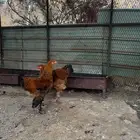 ديوك براهما