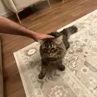 بسه   قطوه   قطه