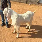 4 تيوس جذعان